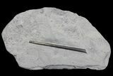 Fossil Belemnite (Youngibelus) - Germany #167849-1